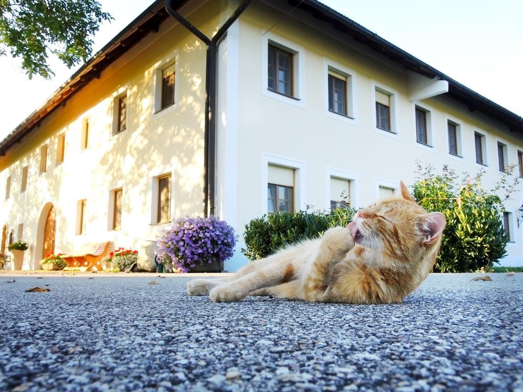 Bauernhofpension Herzog Zu Laah Linz Exterior photo